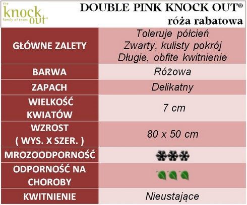Double Pink Knock Out róże rabatowe